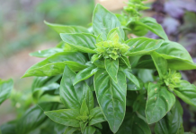 Travari tvrde da je ovo najzdravija biljka na svijetu, a lako dostupna svima