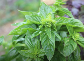 Travari tvrde da je ovo najzdravija biljka na svijetu, a lako dostupna svima