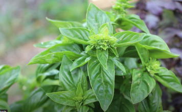 Travari tvrde da je ovo najzdravija biljka na svijetu, a lako dostupna svima