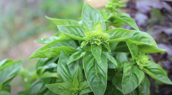 Travari tvrde da je ovo najzdravija biljka na svijetu, a lako dostupna svima