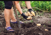Sadite KROMPIR u avgustu i berite za 60 DANA: Zahvaljujući savjetima komšija, dva puta godišnje imam mladi krompir i nema posla!