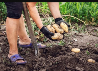 Sadite KROMPIR u avgustu i berite za 60 DANA: Zahvaljujući savjetima komšija, dva puta godišnje imam mladi krompir i nema posla!