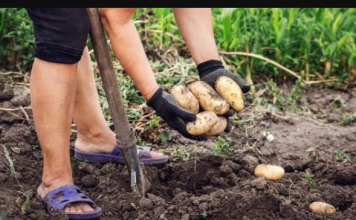 Sadite KROMPIR u avgustu i berite za 60 DANA: Zahvaljujući savjetima komšija, dva puta godišnje imam mladi krompir i nema posla!