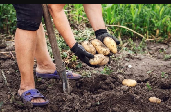 Sadite KROMPIR u avgustu i berite za 60 DANA: Zahvaljujući savjetima komšija, dva puta godišnje imam mladi krompir i nema posla!