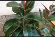 FIKUS ĆE VAM NARASTI DO PLAFONA: Samo ga prskajte OVOM VODOM, cvijeće će biti BUJNO I PREDIVNO