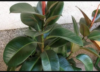 FIKUS ĆE VAM NARASTI DO PLAFONA: Samo ga prskajte OVOM VODOM, cvijeće će biti BUJNO I PREDIVNO