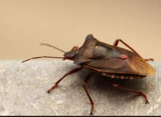 SMRDIBUBE HARAJU, ALI POSTOJI TRIK: Evo kako da vam nikad više ne uđu u dom – caka je u jednoj stvari