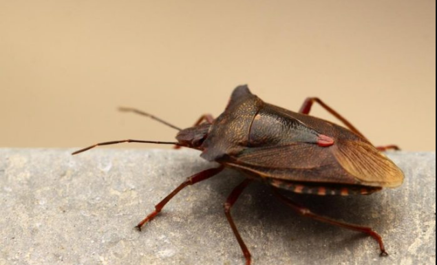 SMRDIBUBE HARAJU, ALI POSTOJI TRIK: Evo kako da vam nikad više ne uđu u dom – caka je u jednoj stvari