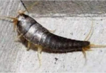 Buba, koja se često smatra bezopasnom kada se uoči u kući, krije surovu stvarnost