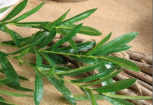 List ove zaboravljene biljke je lijek spominjan čak i u Bibliji