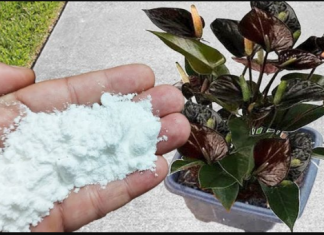 Više ne koristim NIKAKVA druga gnojiva: OVO stavite u saksiju i nećete prepoznati svoje cvijeće!