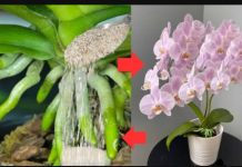 URADITE TO KRAJEM LJETA: 1 supena kašika i procvjetaće i najslabija orhideja koja nikada nije cvjetala!