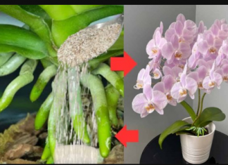 URADITE TO KRAJEM LJETA: 1 supena kašika i procvjetaće i najslabija orhideja koja nikada nije cvjetala!
