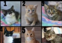 TEST LIČNOSTI: Odaberite mačku koja vas najviše privlači, ona će vam otkriti nešto jako bitno