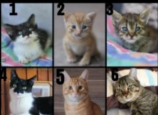 TEST LIČNOSTI: Odaberite mačku koja vas najviše privlači, ona će vam otkriti nešto jako bitno