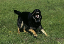 AKO VAS NAPADNE PAS SAMO JEDNA RIJEČ MOŽE DA VAS SPASI: Odmah izgovorite ovo i momentalno će se ukopati u mjestu