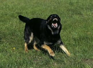 AKO VAS NAPADNE PAS SAMO JEDNA RIJEČ MOŽE DA VAS SPASI: Odmah izgovorite ovo i momentalno će se ukopati u mjestu