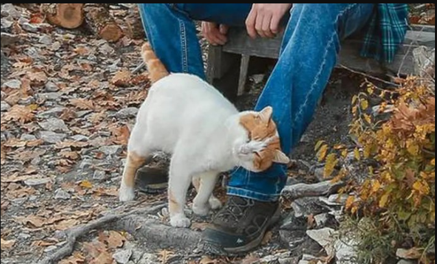 TRLJA LI SE MAČKA UZ VAŠE NOGE: Evo šta vam pokušava reći