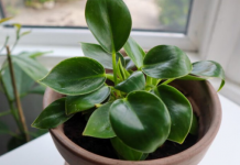 BESPLATNO ĐUBRIVO ZA CVIJEĆE: Ubacite ovo u saksiju i biljke rastu kao lude