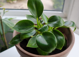 BESPLATNO ĐUBRIVO ZA CVIJEĆE: Ubacite ovo u saksiju i biljke rastu kao lude