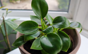 BESPLATNO ĐUBRIVO ZA CVIJEĆE: Ubacite ovo u saksiju i biljke rastu kao lude