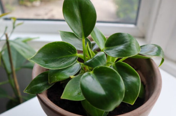 BESPLATNO ĐUBRIVO ZA CVIJEĆE: Ubacite ovo u saksiju i biljke rastu kao lude