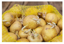 KROMPIR brzo klija? Čuvajte ih zajedno sa ovim proizvodom. Niti jedan neće proklijati!