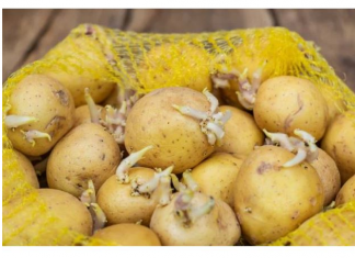 KROMPIR brzo klija? Čuvajte ih zajedno sa ovim proizvodom. Niti jedan neće proklijati!