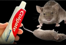 TRIK da se trajno riješite pacova i miševa u kući pomoću paste za zube: Neće se više približiti kući!