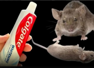 TRIK da se trajno riješite pacova i miševa u kući pomoću paste za zube: Neće se više približiti kući!