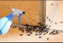 Apsolutni likvidator MRAVA: Domaće čudo ih je izvuklo iz kuće i bašte za nekoliko eura – bez hemikalija!