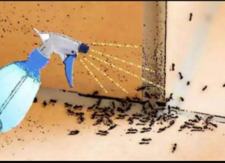 Apsolutni likvidator MRAVA: Domaće čudo ih je izvuklo iz kuće i bašte za nekoliko eura – bez hemikalija!