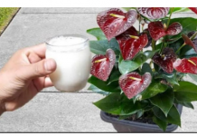 Samo ga sipajte u saksiju i nećete prepoznati svoje cvijeće: Anthurium i spatifilum jednostavno vole OVAJ ADITIV!(VIDEO)