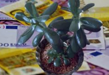 ZOVU GA DRVO NOVCA: Obavezno OVU biljku stavite pored ulaznih vrata i novčanik će vam biti pun para