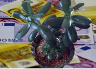 ZOVU GA DRVO NOVCA: Obavezno OVU biljku stavite pored ulaznih vrata i novčanik će vam biti pun para