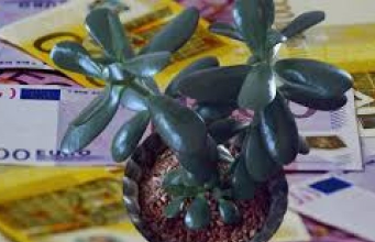 ZOVU GA DRVO NOVCA: Obavezno OVU biljku stavite pored ulaznih vrata i novčanik će vam biti pun para