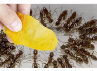 Domaći trik za rješavanje mrava u šupi i vrtu: Stavila sam ga na zemlju i sutradan nije bilo mrava!