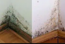 Samo ga poprskajte po zidu i NIKADA više nećete vidjeti buđ u svojoj kući!