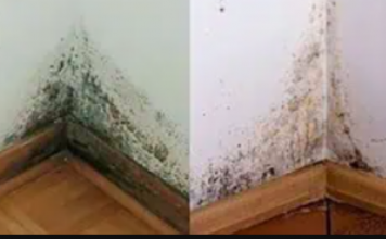 Samo ga poprskajte po zidu i NIKADA više nećete vidjeti buđ u svojoj kući!