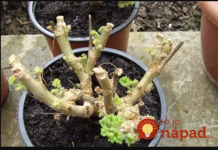 Ova uzgajivačica godinama nije kupovala geranijume, A IPAK UVIJEK IMA NAJLJEPŠE NA ULICI: Ako slijedite ovaj korak u jesen, na proljeće ćete ih imati u punoj ljepoti, čak i za poklon!