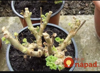 Ova uzgajivačica godinama nije kupovala geranijume, A IPAK UVIJEK IMA NAJLJEPŠE NA ULICI: Ako slijedite ovaj korak u jesen, na proljeće ćete ih imati u punoj ljepoti, čak i za poklon!