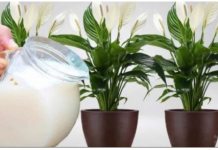 Samo 1 šoljica će bukvalno učiniti da SPATIFILUM eksplodira: Nikada prije niste vidjeli toliko cvijeća i novih listova!