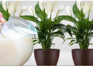 Samo 1 šoljica će bukvalno učiniti da SPATIFILUM eksplodira: Nikada prije niste vidjeli toliko cvijeća i novih listova!