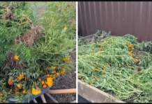 U jesen, NIKADA ne uništavajte ovo uvelo cvijeće: Iznenadit ćete se kakvu divnu stvar mogu učiniti u vašoj bašti, i to besplatno!