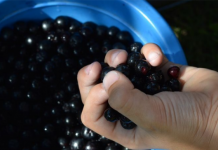 Ovo jednostavno voće jača imunitet, čuva jetru i srce