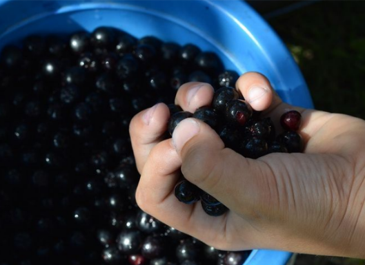 Ovo jednostavno voće jača imunitet, čuva jetru i srce
