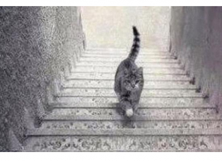 PSIHOLOŠKI TEST – DA LI MAČKA SA SLIKE SILAZI ILI SE PENJE UZ STEPENICE: Odgovor otkriva kakva ste ličnost zapravo!