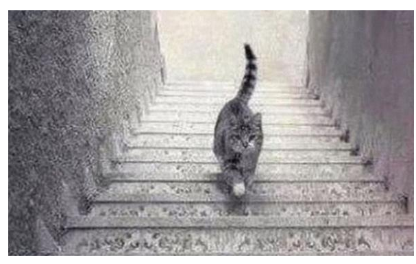 PSIHOLOŠKI TEST – DA LI MAČKA SA SLIKE SILAZI ILI SE PENJE UZ STEPENICE: Odgovor otkriva kakva ste ličnost zapravo!