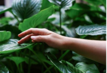Biljke koje smanjuju stres: Odlične su za zdravlje, vraćaju vam stostruko svaki trud