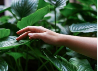 Biljke koje smanjuju stres: Odlične su za zdravlje, vraćaju vam stostruko svaki trud
